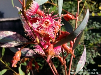 トルクァータ (Eucalyptus torquata)