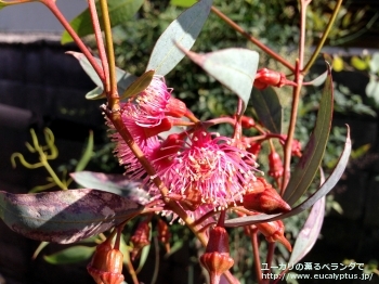 トルクァータ (Eucalyptus torquata)