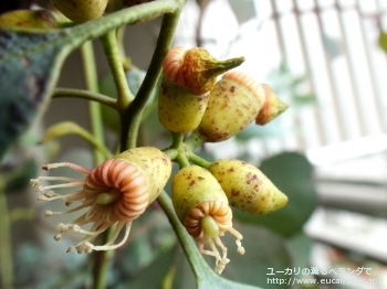 トルウッド (Eucalyptus torwood)