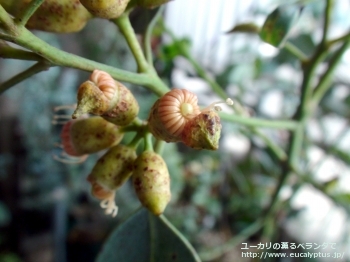 トルクァータ (Eucalyptus torquata)