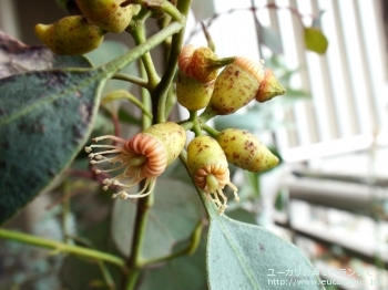 トルウッド (Eucalyptus torwood)