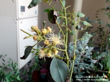 トルウッド (Eucalyptus torwood)