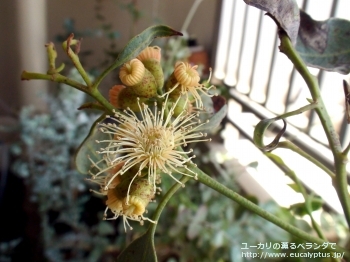 トルウッド (Eucalyptus torwood)