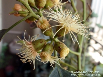 トルウッド (Eucalyptus torwood)