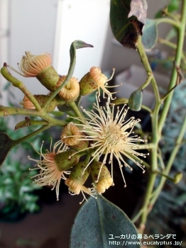 トルウッド (Eucalyptus torwood)