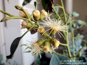 トルウッド (Eucalyptus torwood)