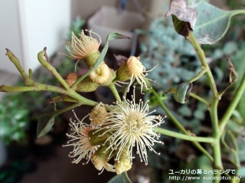 トルウッド (Eucalyptus torwood)