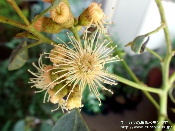 トルウッド (Eucalyptus torwood)