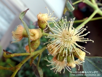 トルウッド (Eucalyptus torwood)