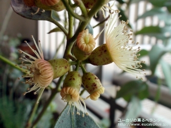 トルウッド (Eucalyptus torwood)