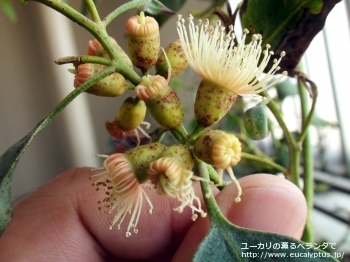 トルウッド (Eucalyptus torwood)