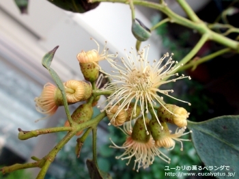 トルウッド (Eucalyptus torwood)