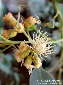 トルウッド (Eucalyptus torwood)