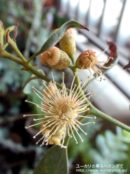 トルウッド (Eucalyptus torwood)