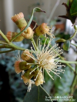 トルウッド (Eucalyptus torwood)