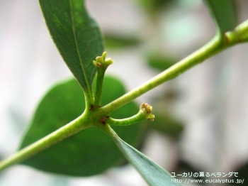 ディシペンス・アデスモフロイア (Eucalyptus decipiens ssp. adesmophloia)