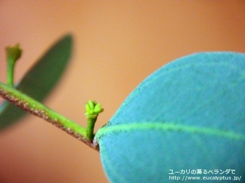 ディシペンス・アデスモフロイア (Eucalyptus decipiens ssp. adesmophloia)