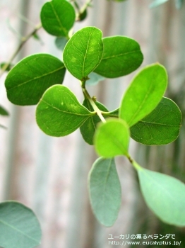 ディシペンス・アデスモフロイア (Eucalyptus decipiens ssp. adesmophloia)