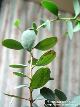 ディシペンス・アデスモフロイア (Eucalyptus decipiens ssp. adesmophloia)