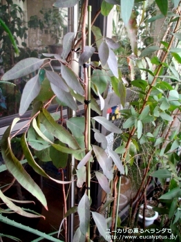 メリオドラ (Eucalyptus melliodora)