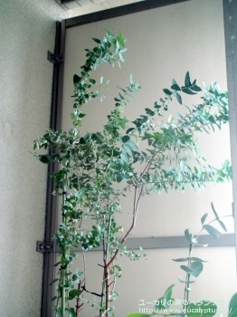 クレヌラータ (Eucalyptus crenulata)