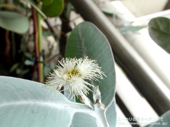 プレウロカルパ (Eucalyptus pleurocarpa)