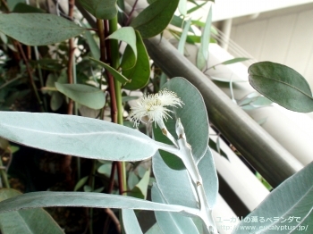 プレウロカルパ (Eucalyptus pleurocarpa)