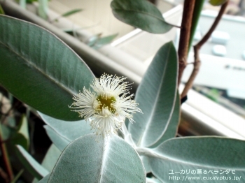 プレウロカルパ (Eucalyptus pleurocarpa)