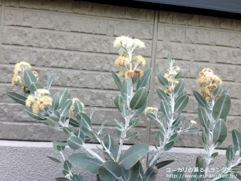 プレウロカルパ (Eucalyptus pleurocarpa)