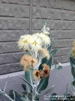 プレウロカルパ (Eucalyptus pleurocarpa)