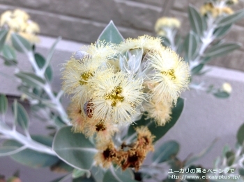 プレウロカルパ (Eucalyptus pleurocarpa)