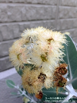 プレウロカルパ (Eucalyptus pleurocarpa)