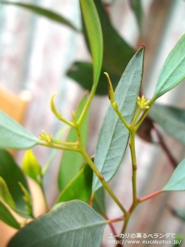 トルクァータ (Eucalyptus torquata)