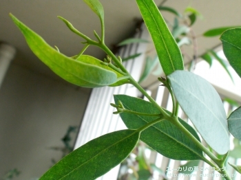 トルウッド (Eucalyptus torwood)