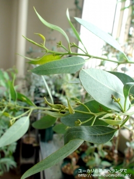 トルウッド (Eucalyptus torwood)