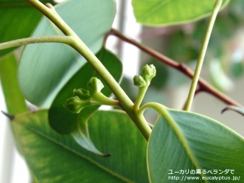 パキフィラ (Eucalyptus pachyphylla)