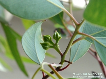 パキフィラ (Eucalyptus pachyphylla)