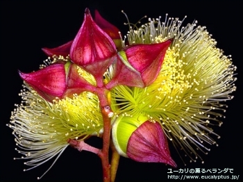 パキフィラ (Eucalyptus pachyphylla)