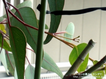 カエシア・マグナ (Eucalyptus caesia ssp. magna)