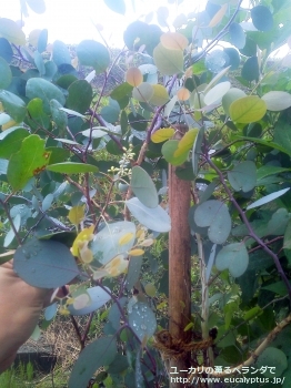 ポリアンセモス (Eucalyptus polyanthemos ssp. polyanthemos)