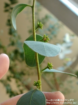 ディシペンス・アデスモフロイア (Eucalyptus decipiens ssp. adesmophloia)