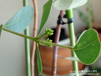 ディシペンス・アデスモフロイア (Eucalyptus decipiens ssp. adesmophloia)