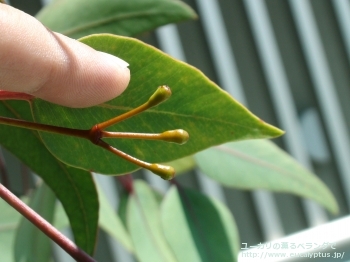 カエシア・マグナ (Eucalyptus caesia ssp. magna)