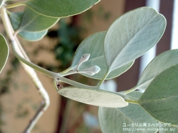 オービフォリア (Eucalyptus orbifolia)