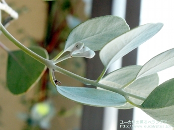 オービフォリア (Eucalyptus orbifolia)