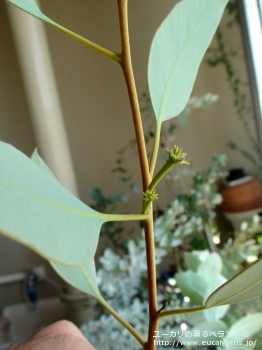 ピンピニアナ (Eucalyptus pimpiniana)