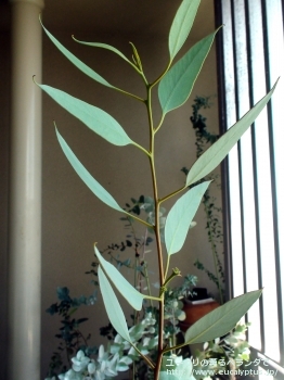 ピンピニアナ (Eucalyptus pimpiniana)