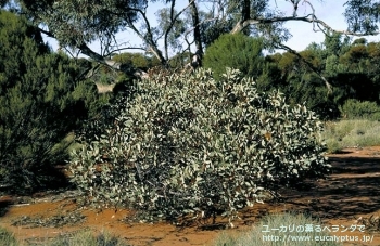 ピンピニアナ (Eucalyptus pimpiniana)