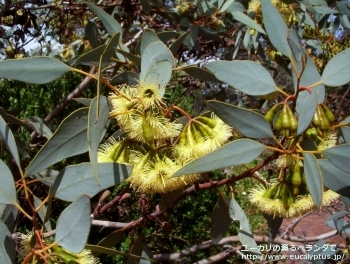 ピンピニアナ (Eucalyptus pimpiniana)