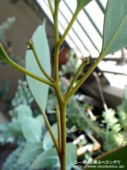 ピンピニアナ (Eucalyptus pimpiniana)